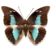 ARCHAEOPREPONA DEMOPHON MEXICANA